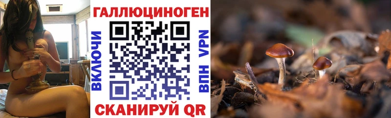 купить  сайты  Киселёвск  Псилоцибиновые грибы мицелий 